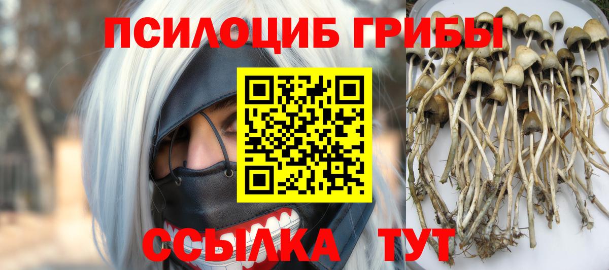 что такое   Вход с VPN  Гудермес  Псилоцибиновые грибы мухоморы  Псилоцибиновые грибы прущие грибы 